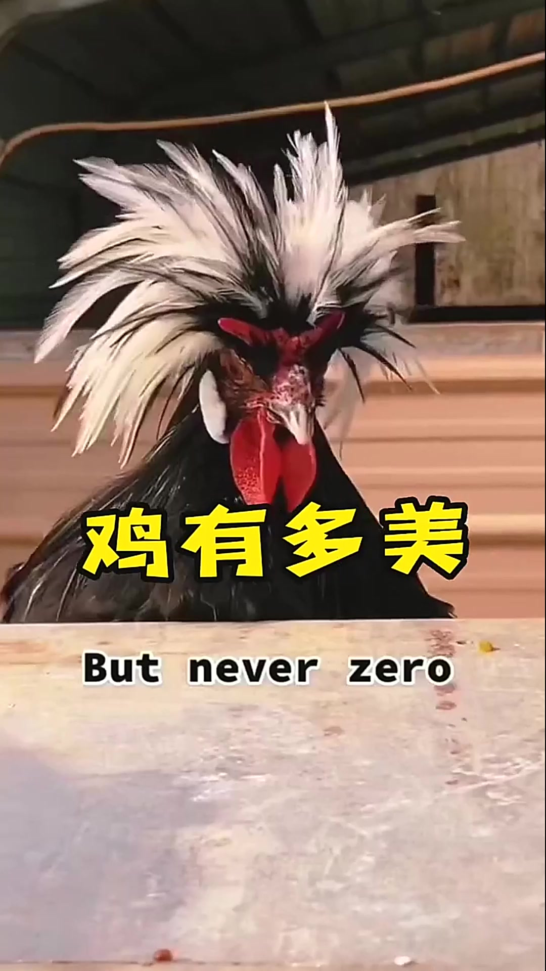 鸡你太美，竟然该有梳中分发型的鸡，你不知道的鸡之冷知识