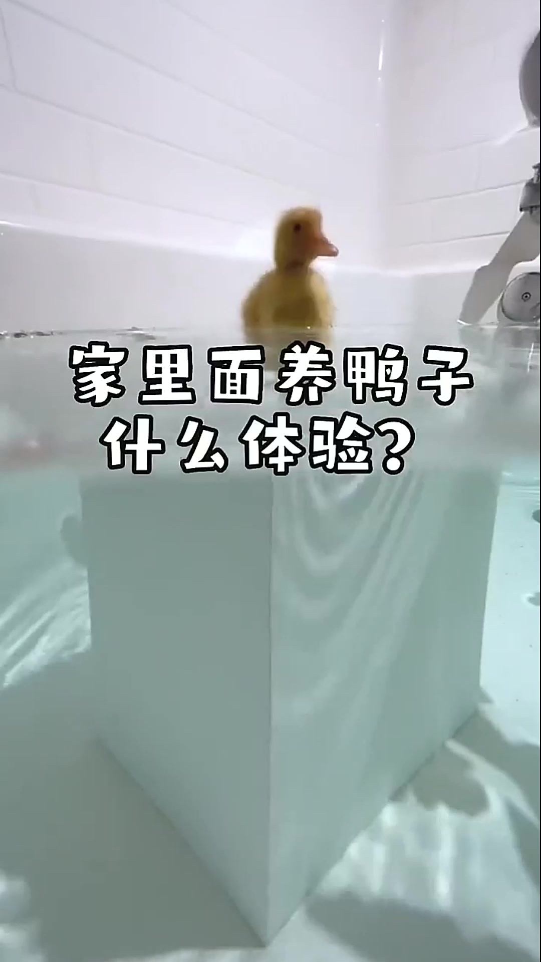 水里看鸭子游泳还挺可爱的，那么养一只宠物鸭是什么样的体验呢？