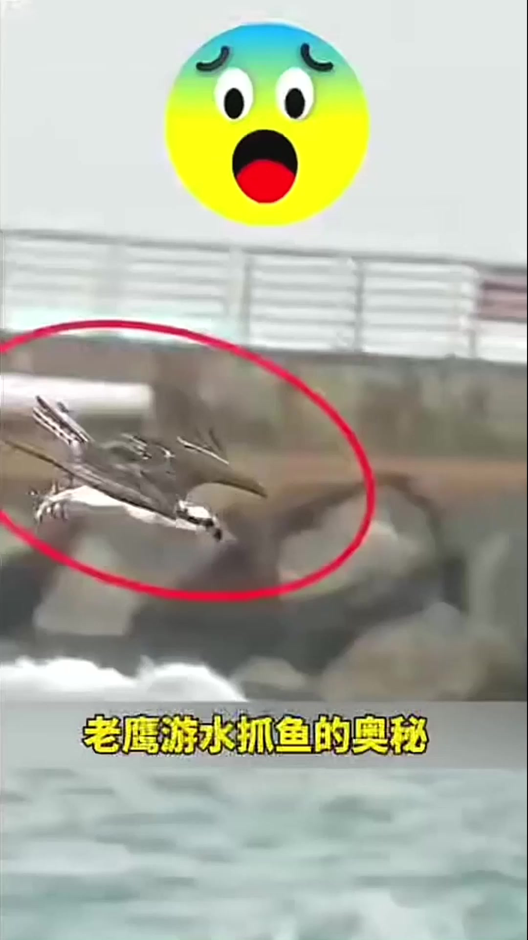 老鹰游水抓鱼的奥秘