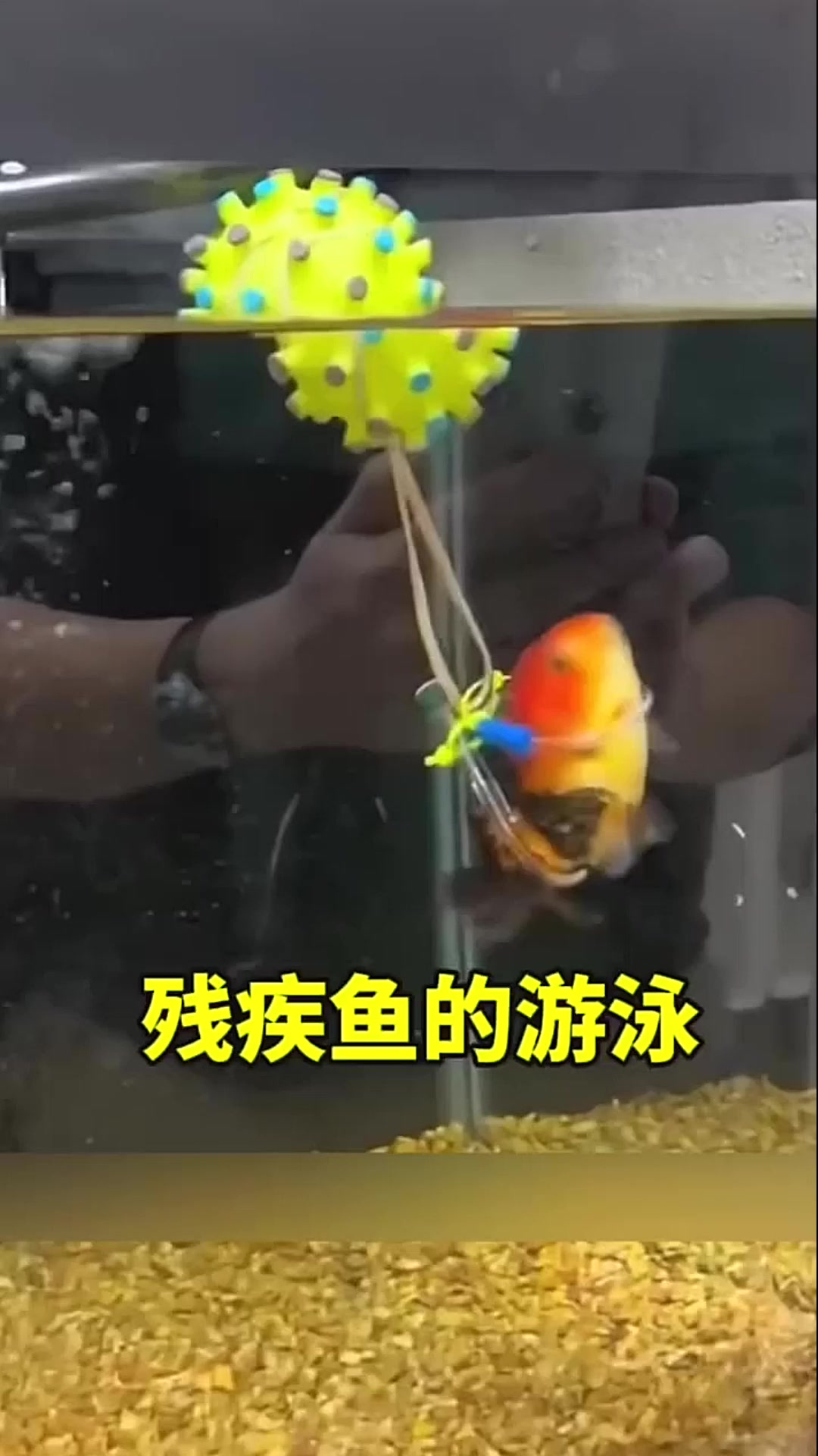 残疾鱼的游泳
