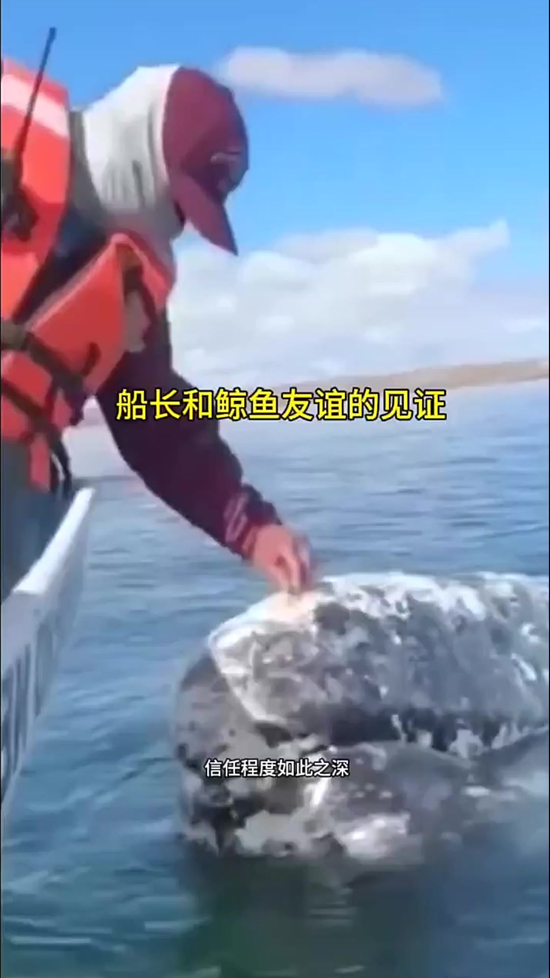 船长和鲸鱼的友谊见证