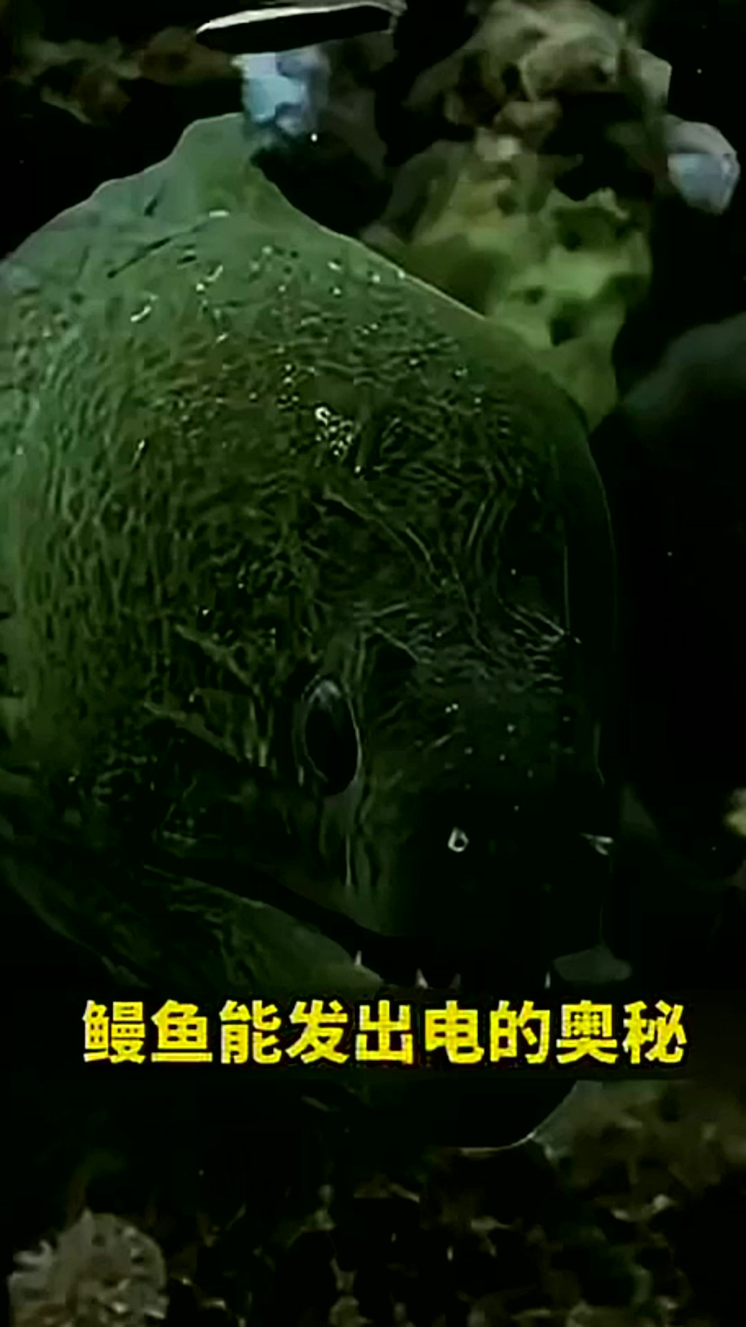 鳗鱼能发出电的奥秘