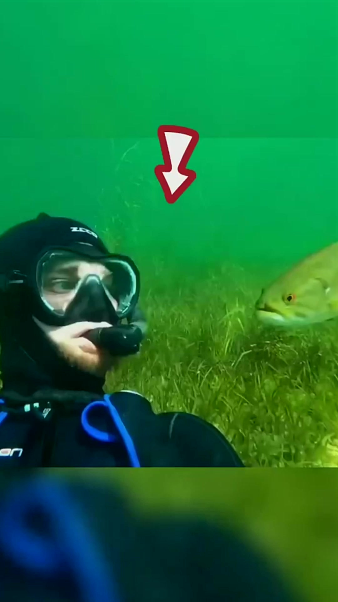 湖里的鱼和人处上好朋友，让人万万没想到原来是这样