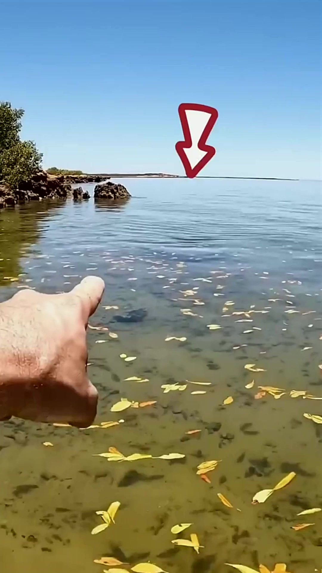 海中的魔鬼鱼上飞机一样行走