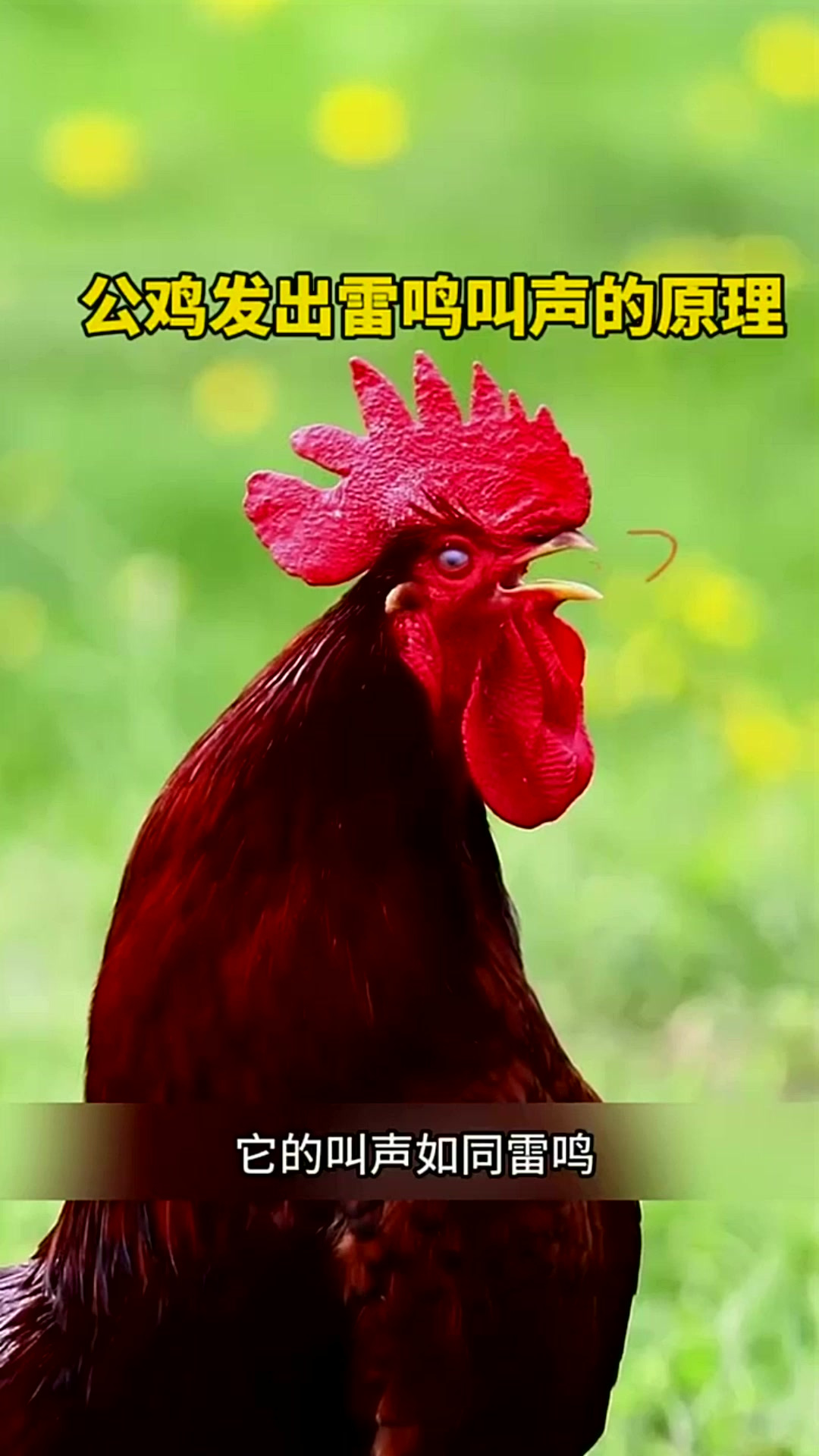 公鸡发出雷鸣叫声的原理
