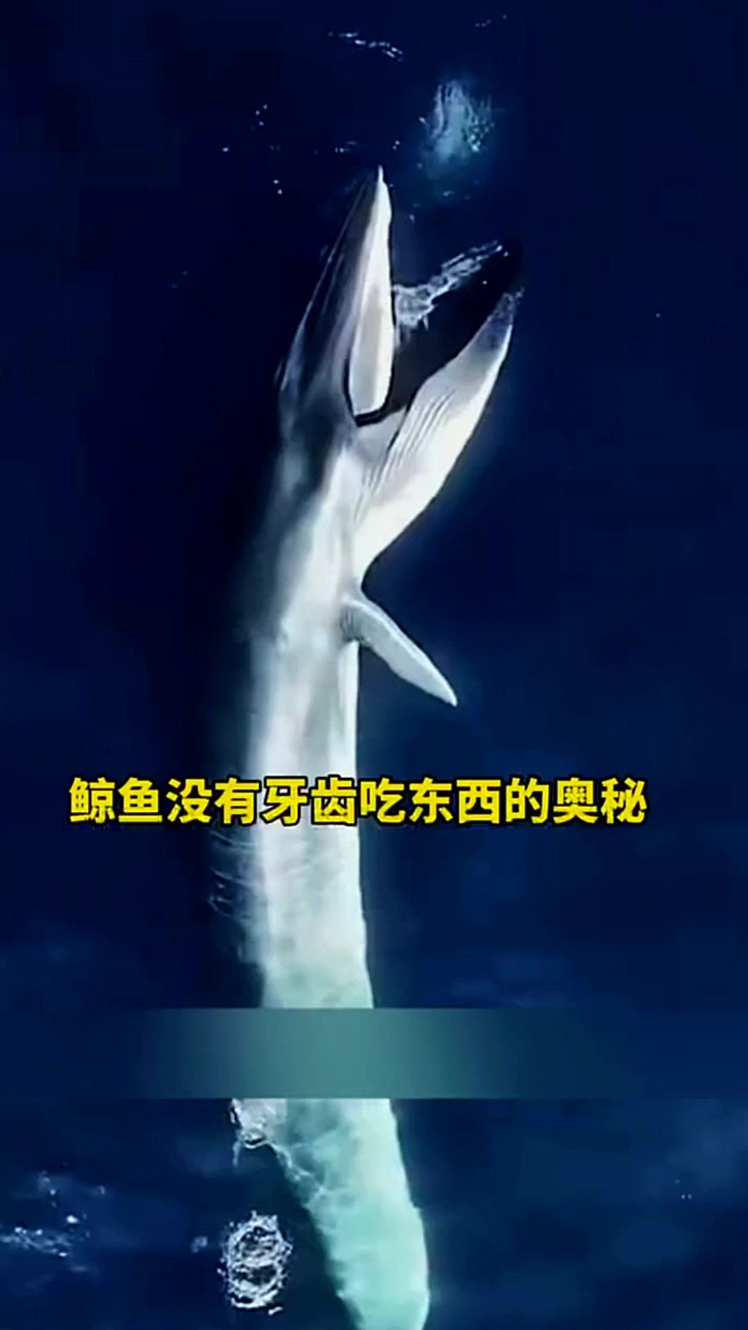 鲸鱼没有牙齿吃东西的奥秘