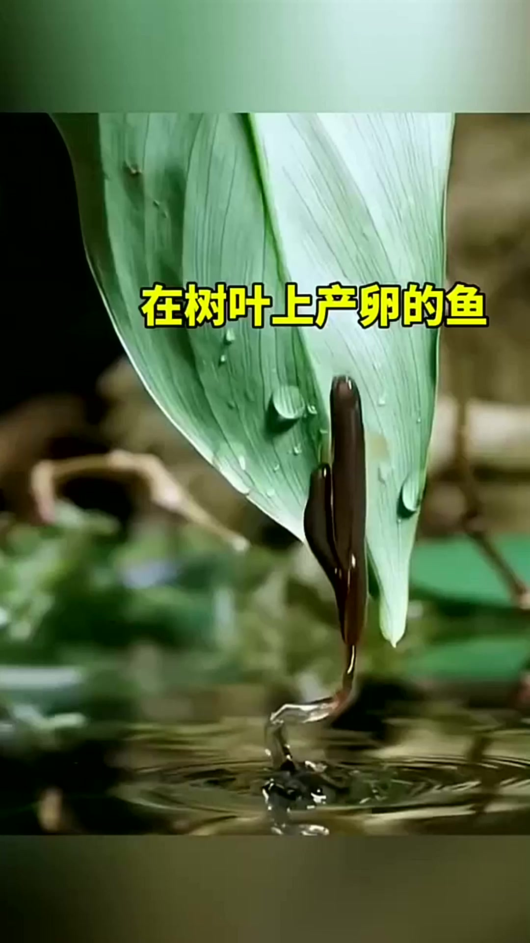 在树叶上产卵的鱼
