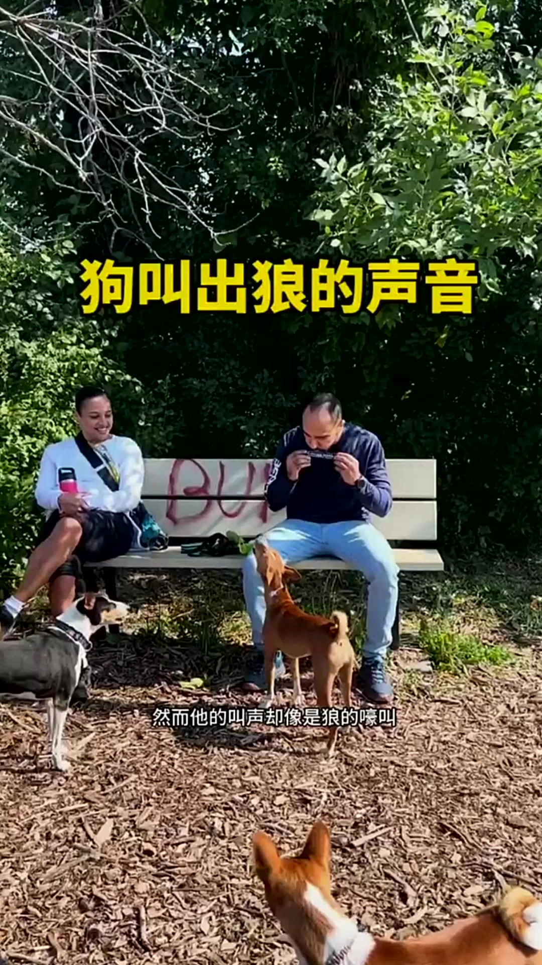 狗叫出狼的声音