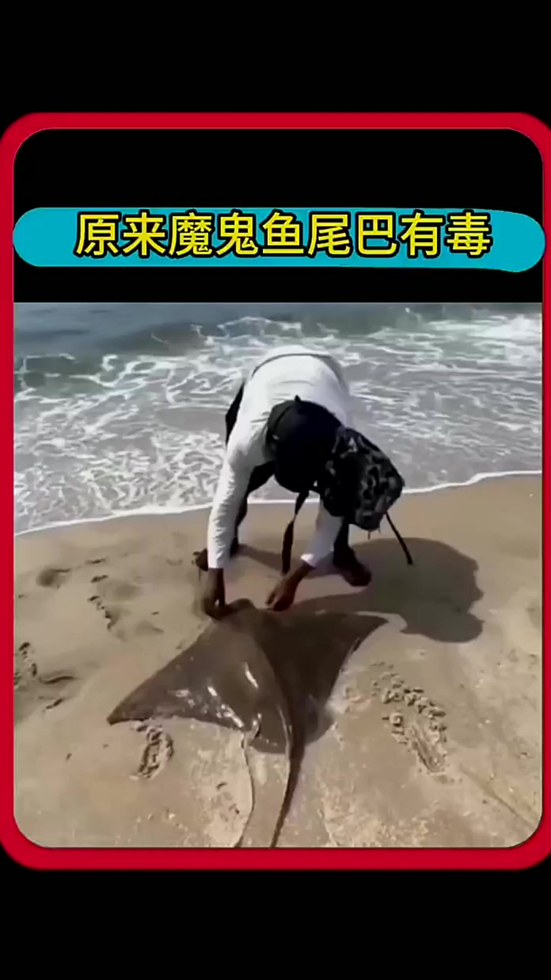 原来魔鬼鱼的尾巴有毒