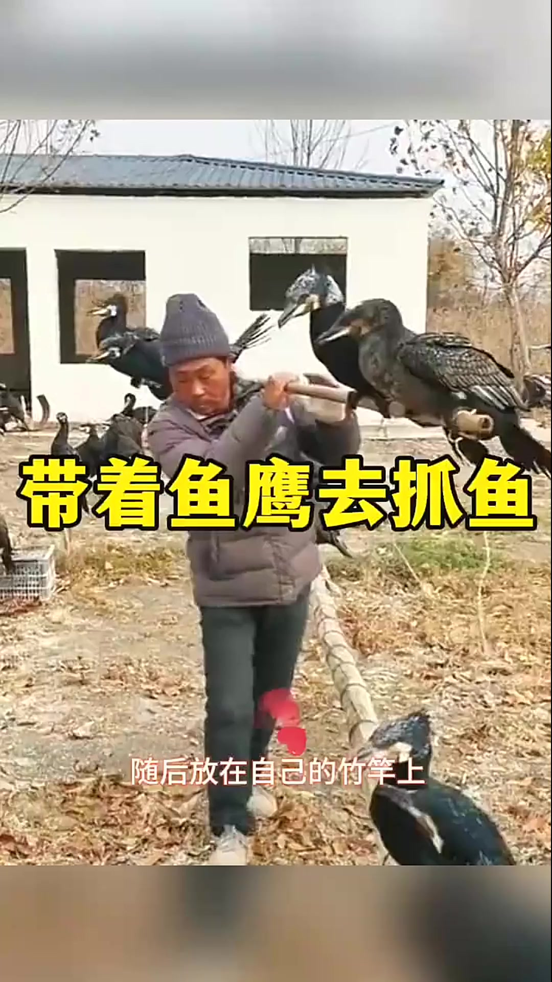 聪明的大爷,带着鱼鹰去抓鱼