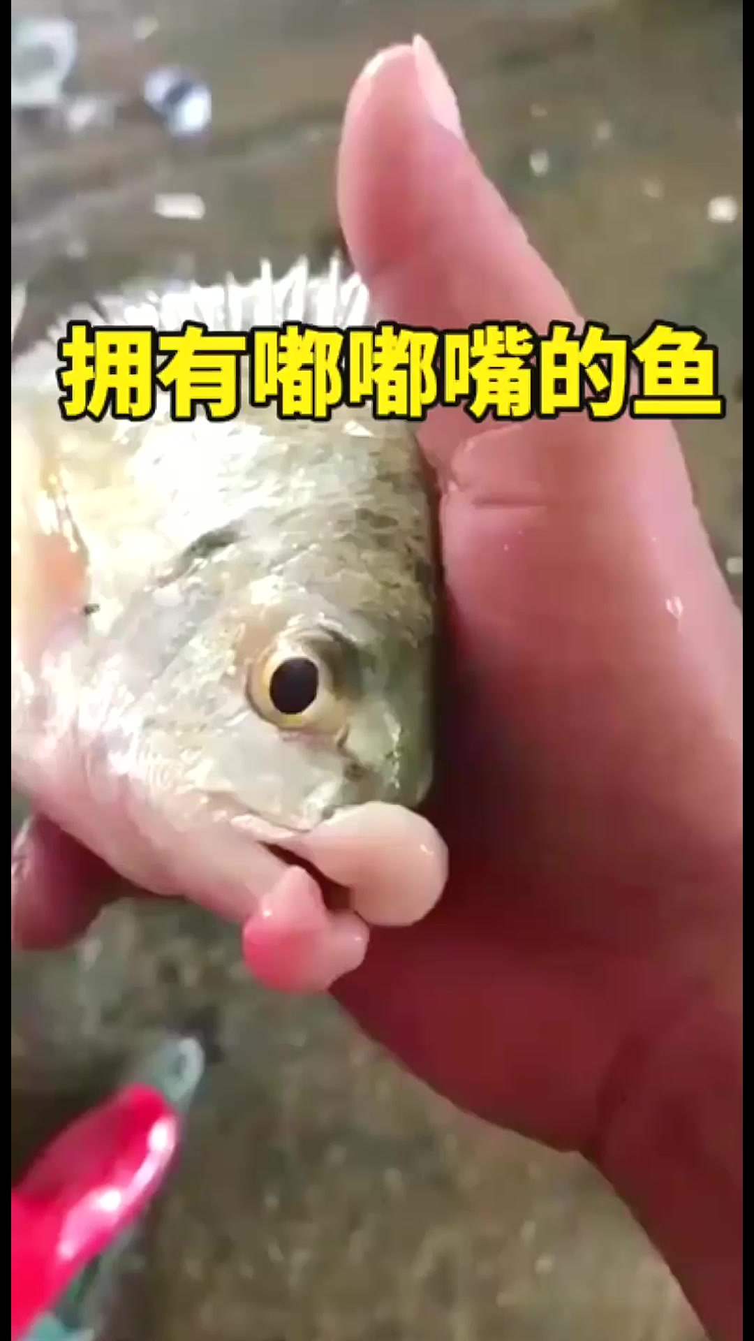 拥有嘟嘟嘴的鱼,这是什么品种