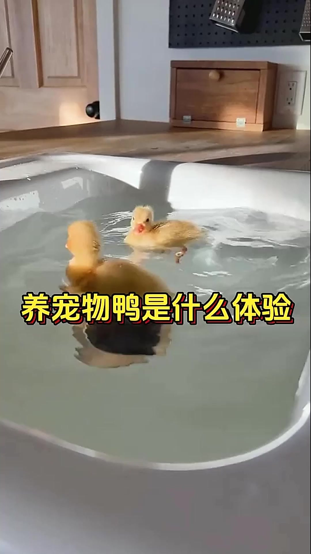 在家里养一只宠物鸭是什么体验？