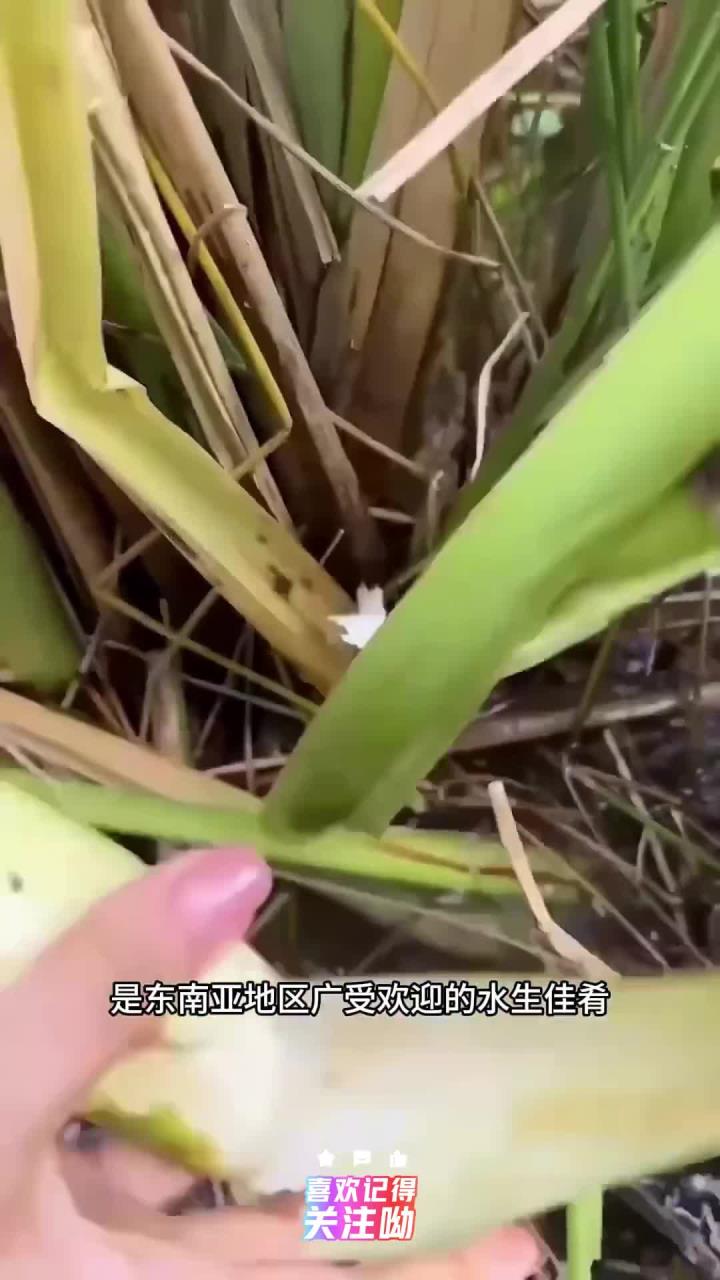 东南亚的水生蔬菜茭白