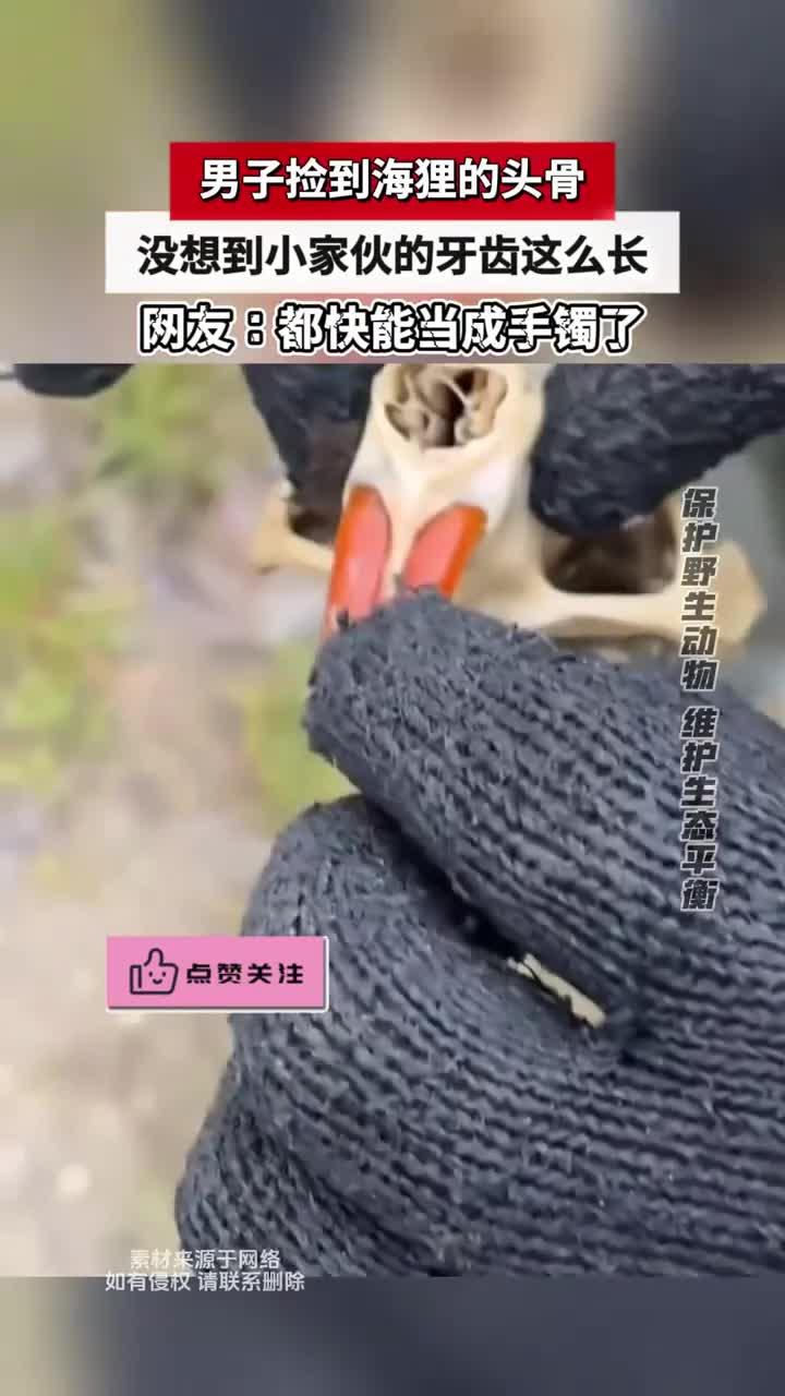 男子捡到海狸的头骨，没想到小家伙的牙齿这么长