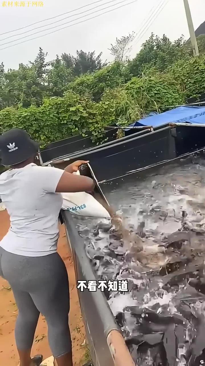 原來鲶鱼这么好养?
