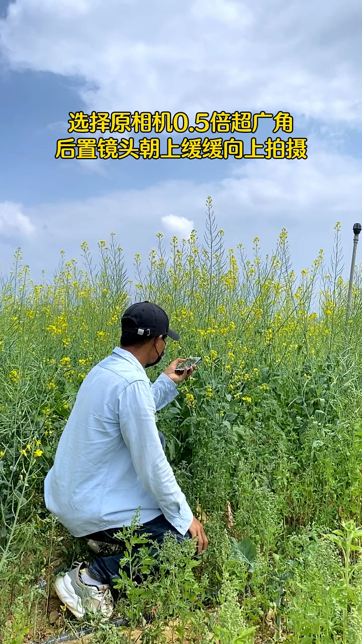 油菜花试试这样拍太美了