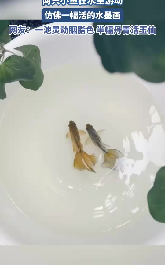 两只小鱼在水里游动,仿佛一幅活的水墨画