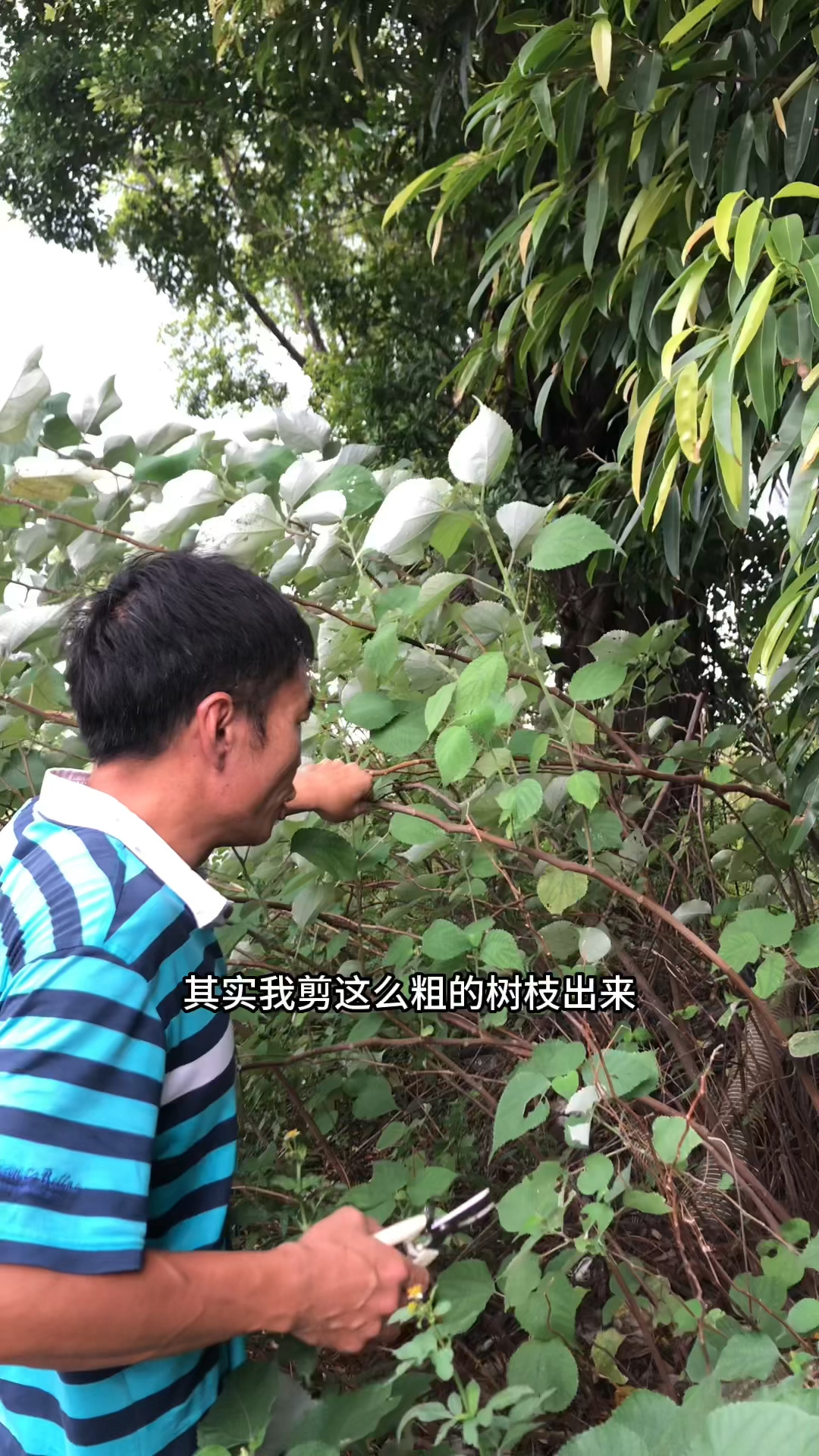 农村路边经常都看到的一种野树叶也非常适合喂养兔子而且对兔子有清热解毒的功效