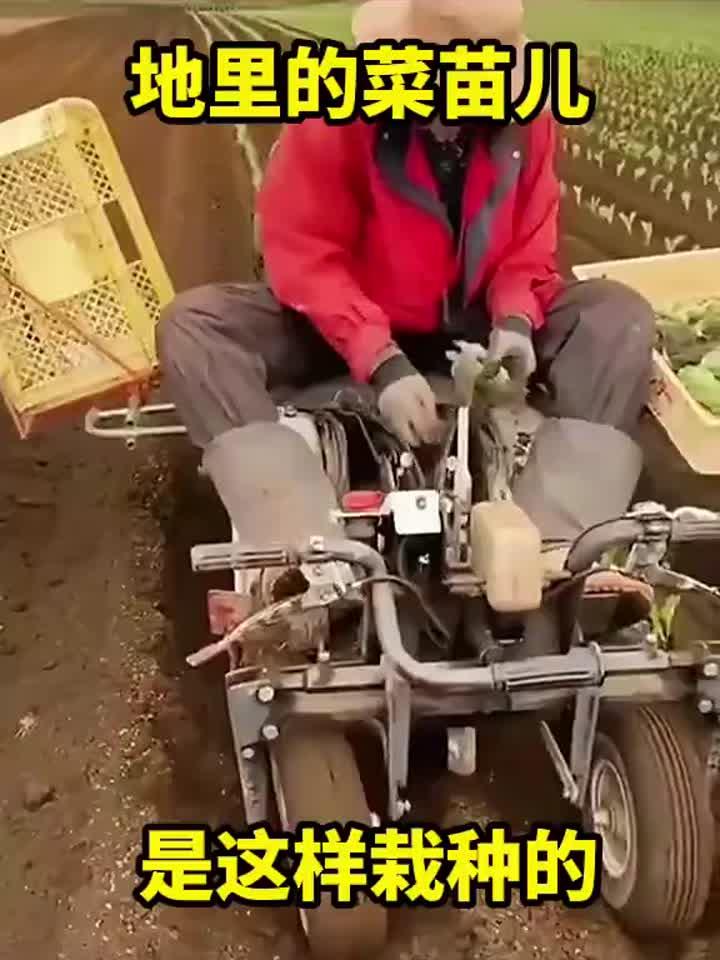 地里的菜苗,原来是这样栽种的!