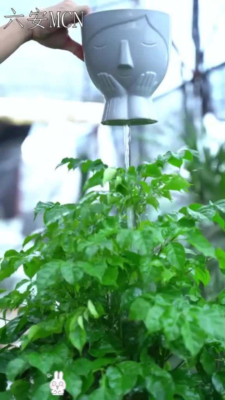 你知道卧室放什么植物好吗?又叫幸运树家里一定要养上一盆哦