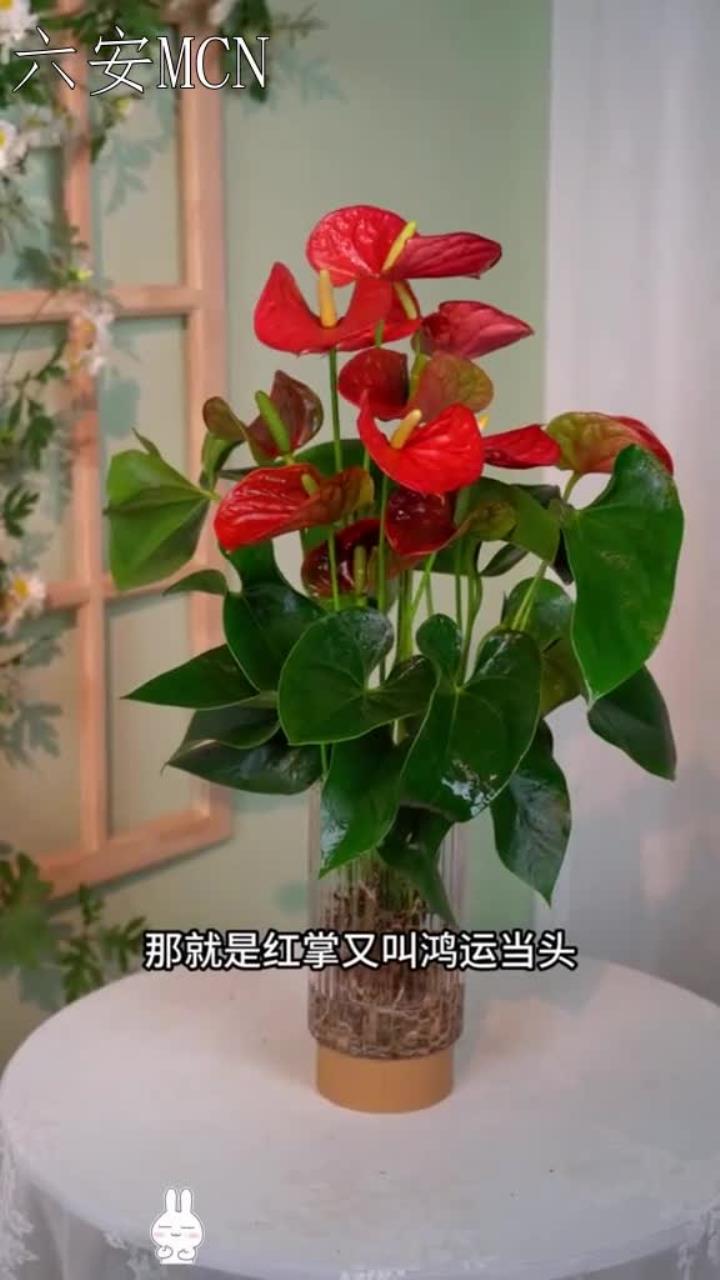 掌它大展宏图、热情,积极向上的花语让我更喜爱它,它还能净化空气,美化环境
