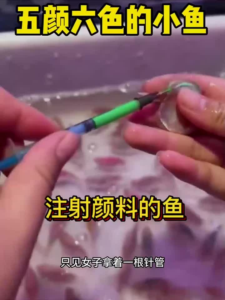 五颜六色的小鱼,注射的颜色