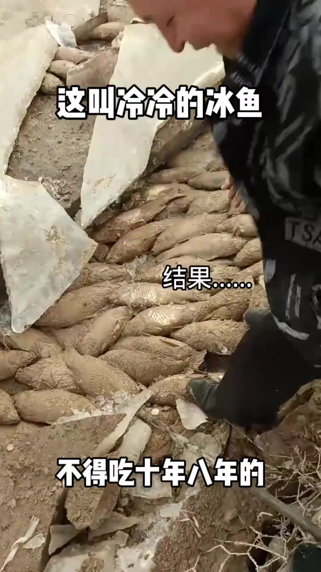 这叫冷冷的冰鱼！不得吃个十年八年的，这是东北的冻鱼？