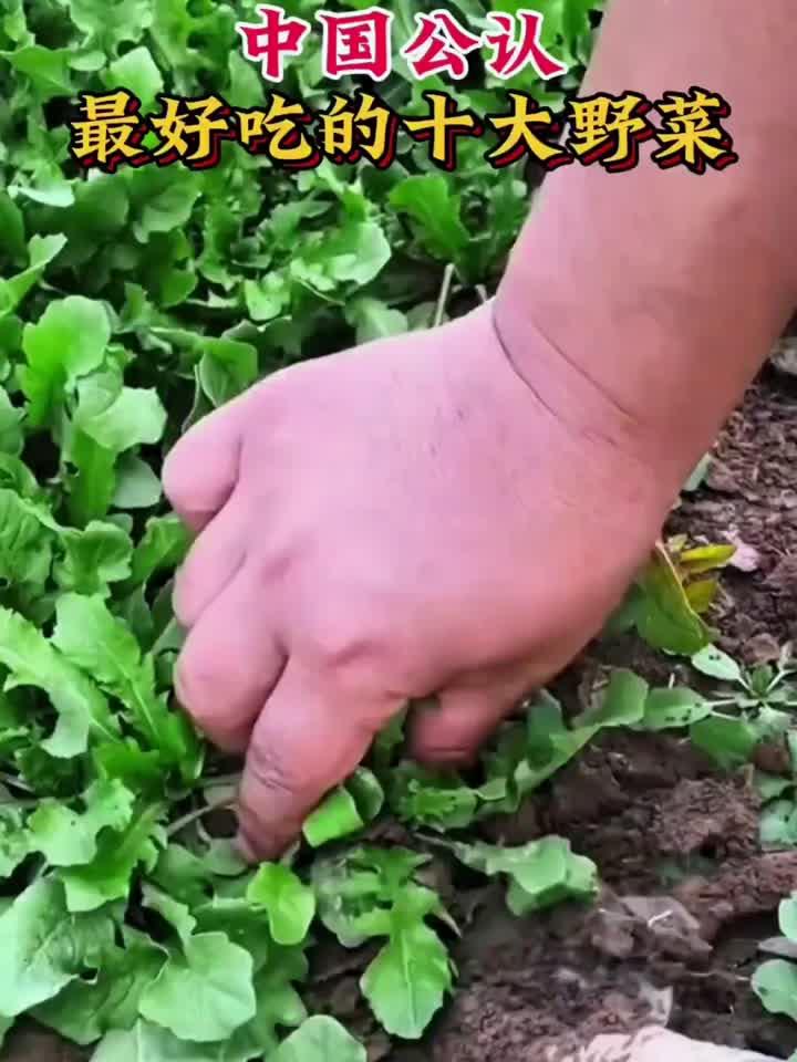 揭秘十大养人野菜,第一名竟是它!