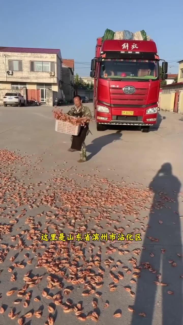 山东海虾干