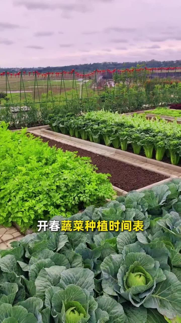 开春蔬菜种植时间表