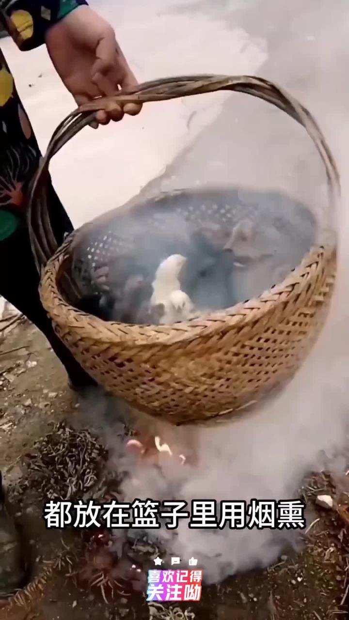 为什么小鸡仔要用烟熏,难道有什么作用吗?