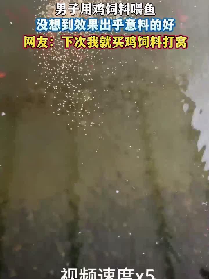 男子用鸡饲料喂鱼,没想到效果出乎意料的好