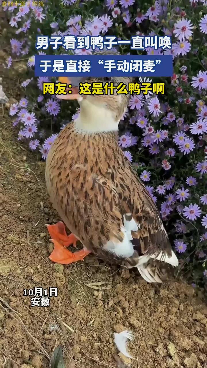 男子看到鸭子一直叫唤,于是直接“手动闭麦”