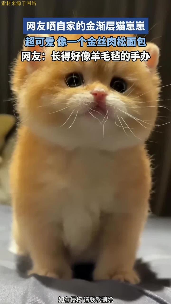 网友晒自家的金渐层猫崽崽,超可爱,像一个金丝肉松面包