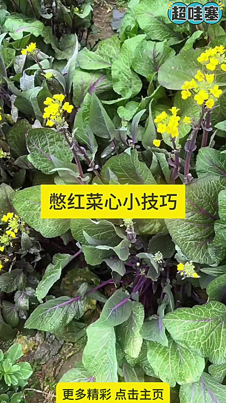 撇红菜心小技巧