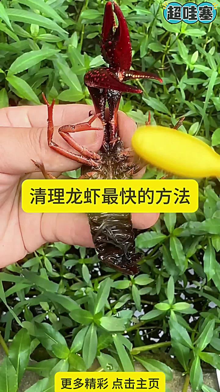 清理小龙虾最快的方法
