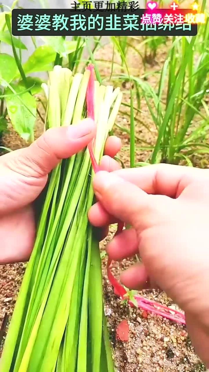 婆婆教我的韭菜捆绑结 (1)