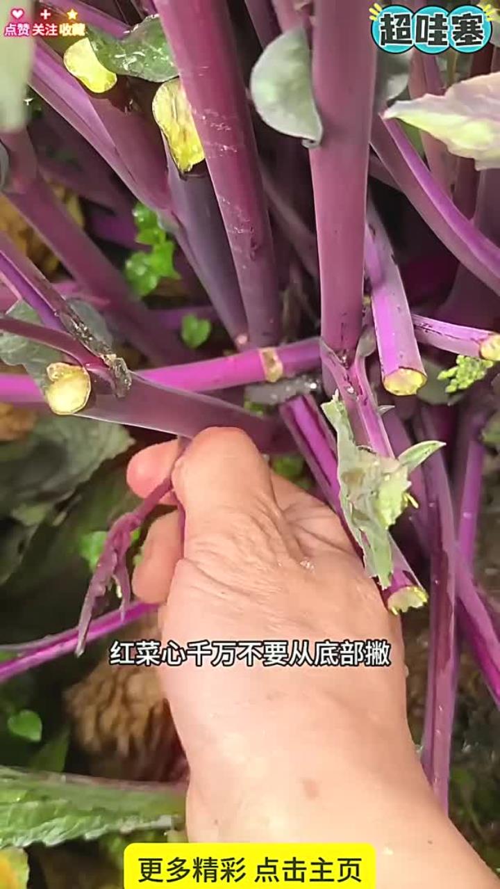 撇红菜心小技巧