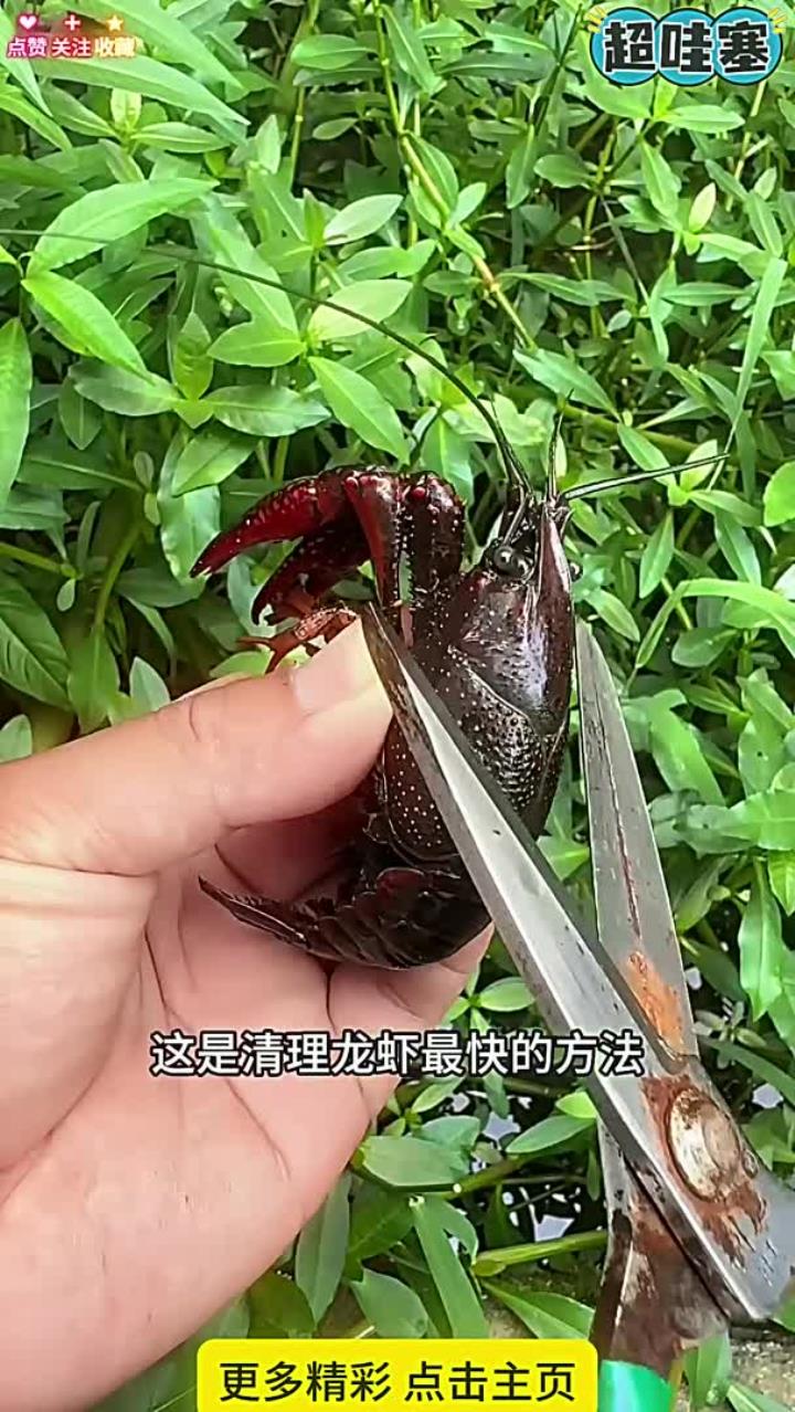 清理小龙虾最快的方法