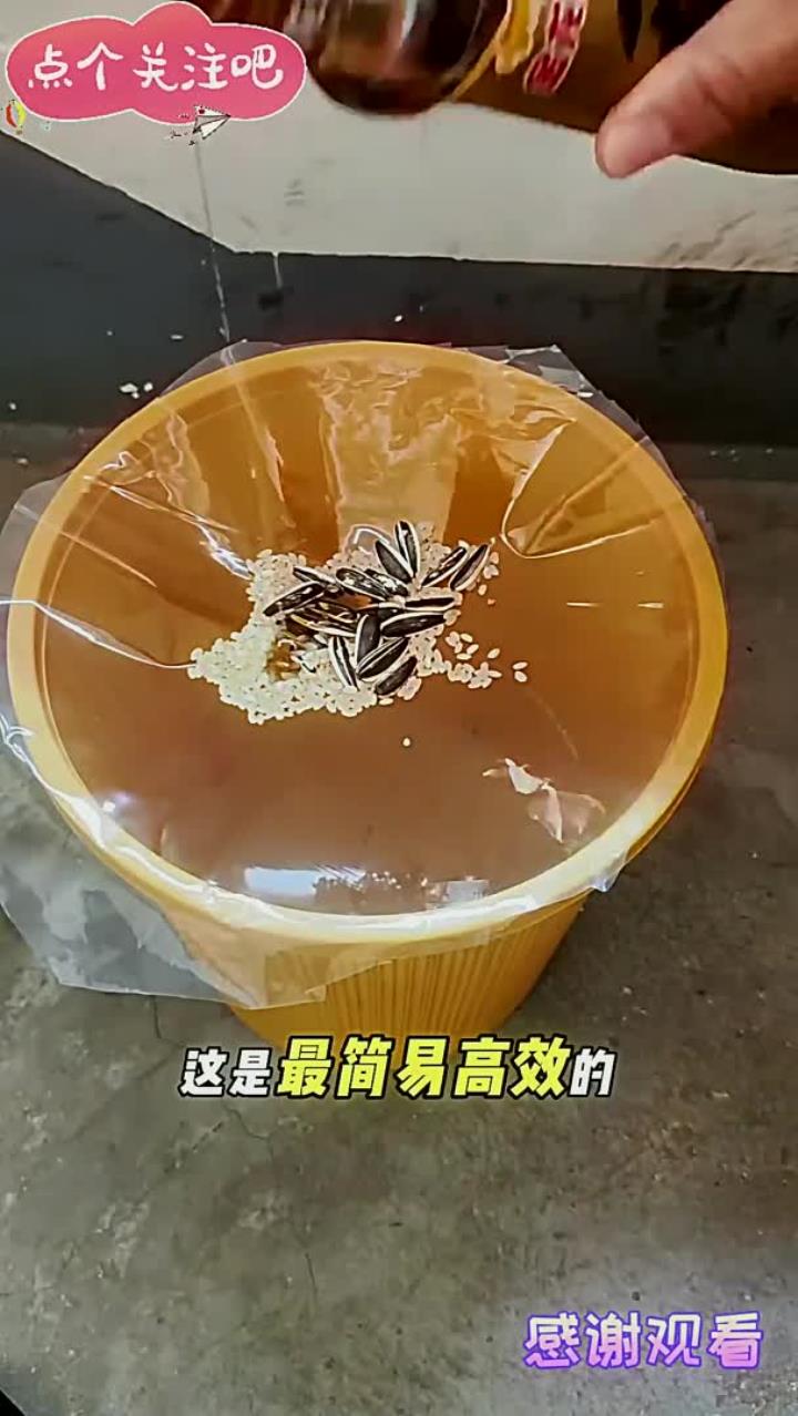 自制简易高效的捕鼠神器,老鼠来一个抓一个,一个空水桶就能搞定