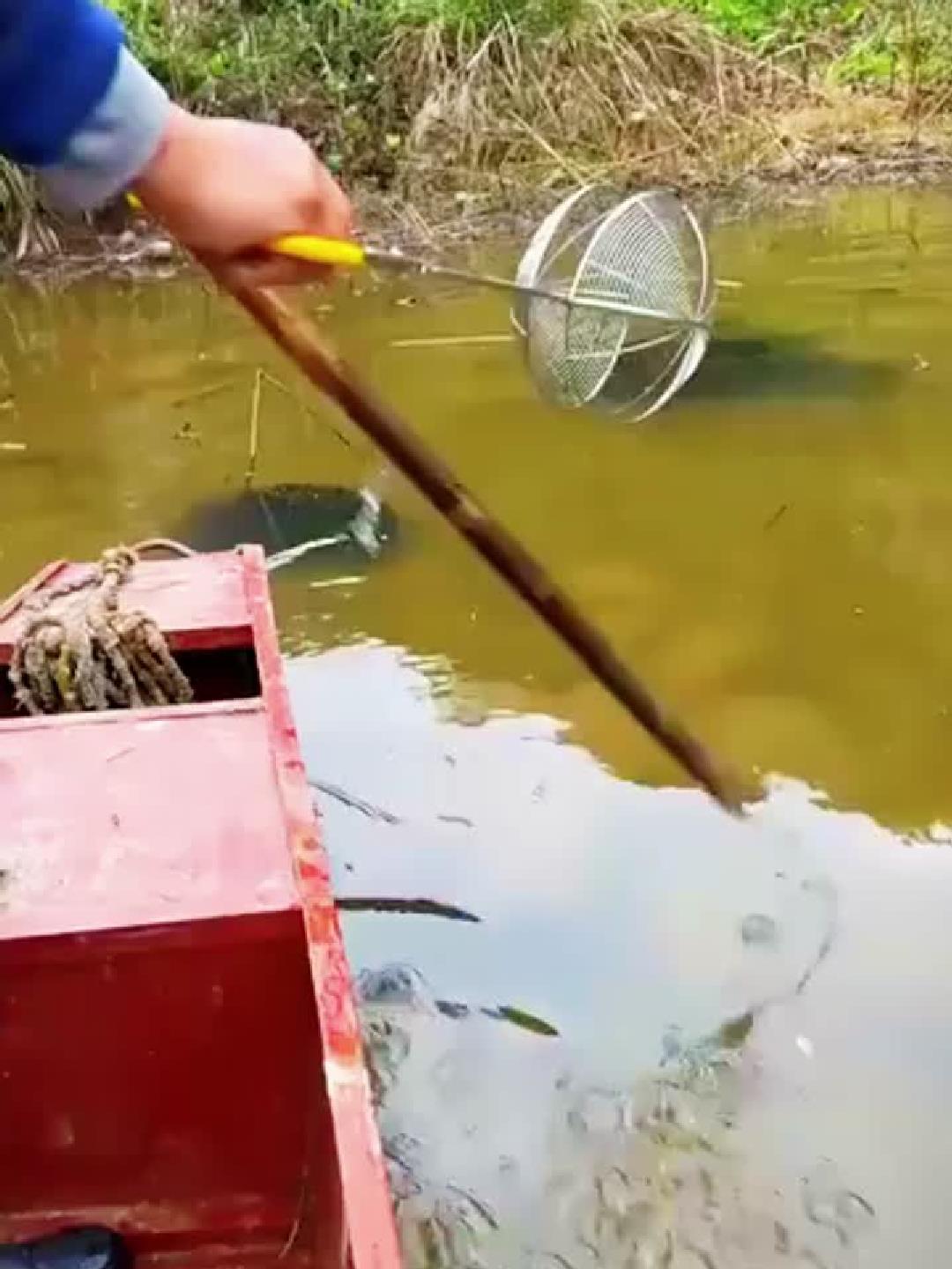 手工捞虾，感受大自然的礼物
