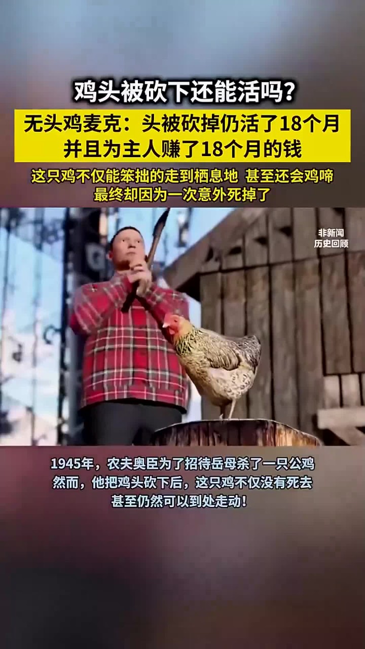 “无头鸡麦克”头被砍掉仍活了18个月,为主人赚得盆满钵满!