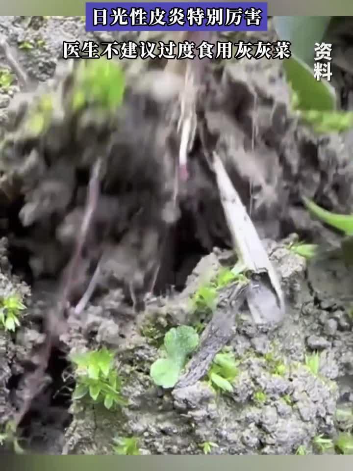 常见的灰灰菜吃了有可能中毒，医生不建议过度食用灰灰菜