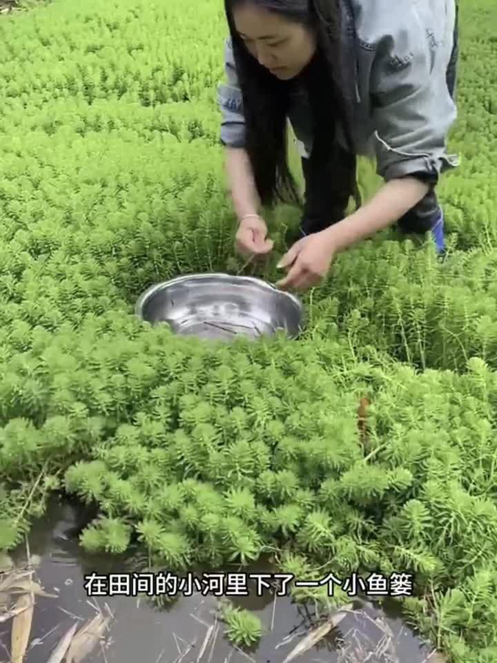 这么小的竹篓竟然能装这么多小鱼!