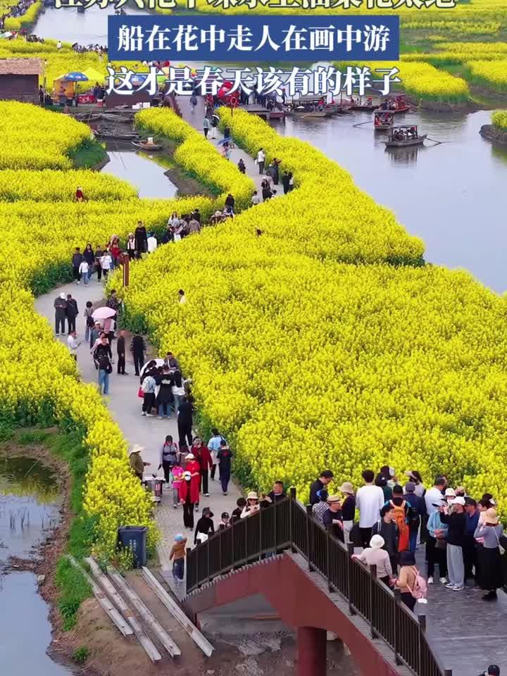 江苏兴化千垛水上早春油菜花太绝，船在花中走人在画中游，这才是