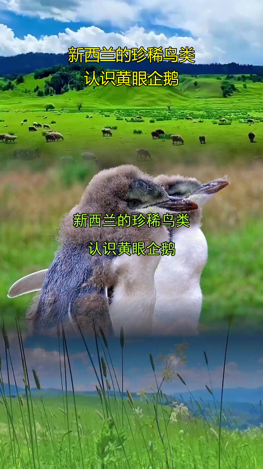新西兰的珍稀鸟类，认识黄眼企鹅