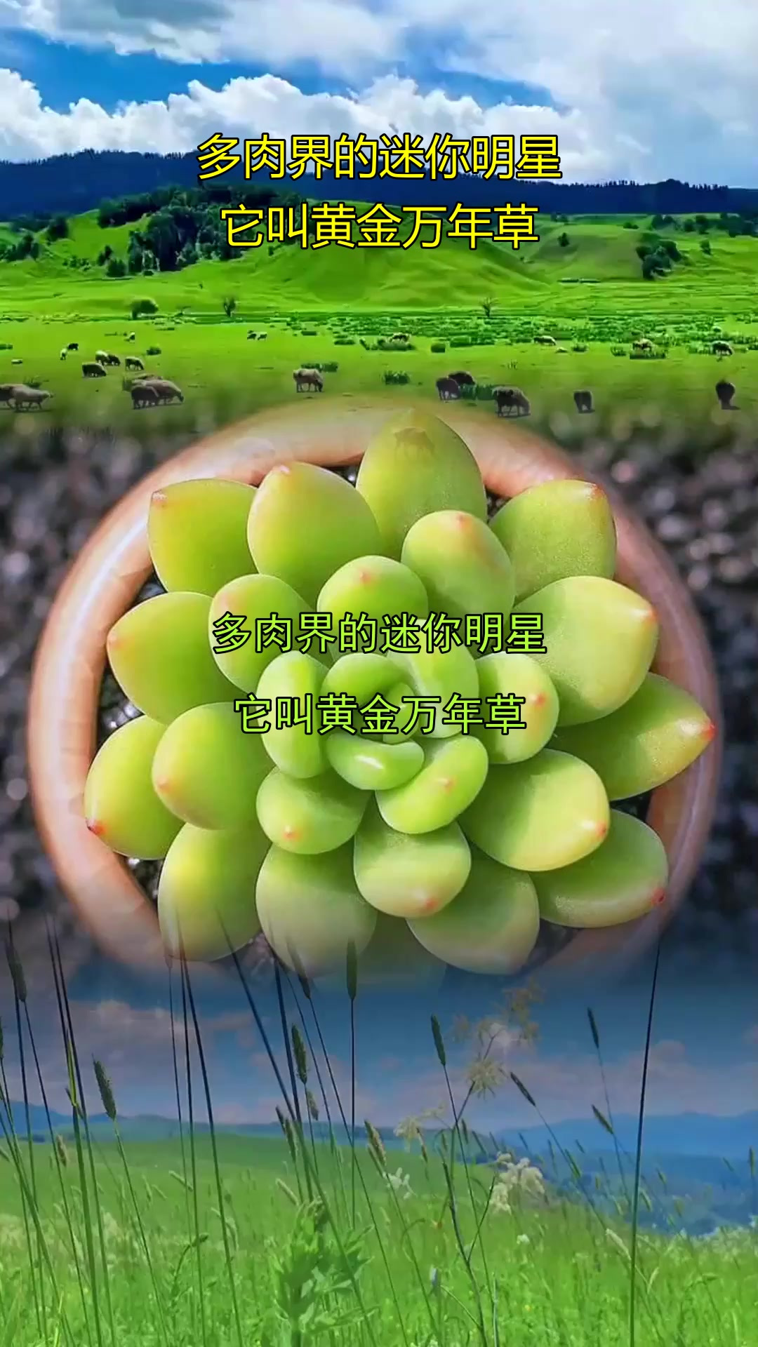 多肉界的迷你明星，它叫黄金万年草