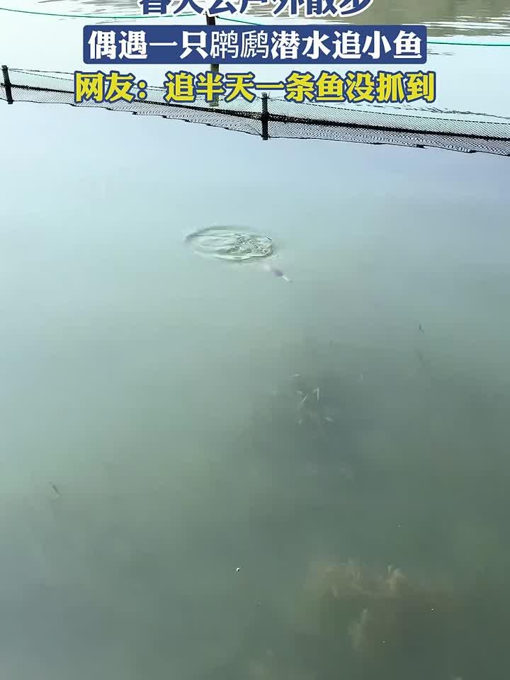春天去户外散步，偶遇一只潜水追小鱼，网友：追半天一条鱼没抓到