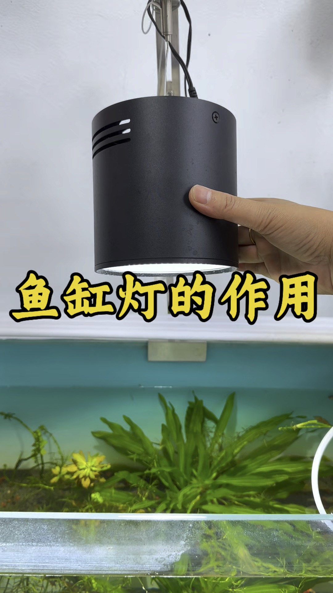 鱼缸为什么需要灯光,鱼缸灯的作用
