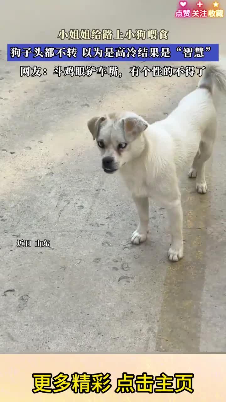 小姐姐给路上小狗喂食,网友:斗鸡眼铲车嘴,有个性的不得了